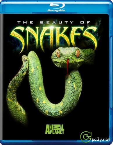 Красота змей / The Beauty Of Snakes (2005) BDRip by VIDEODB 